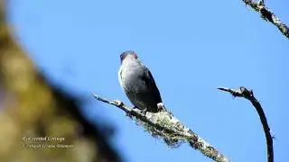 Red-crested Cotinga - Apalla Calabaza, Central Peru.