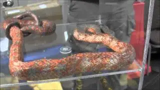 NARBC Chicago March 2014, part 1!