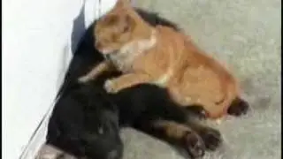 Cat massages dog (WITH VOICES)