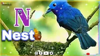 ABC phonic song | ABCD song | a for Apple B for ball c for cat |abcde song|Tom kit/A for Apple