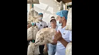 Emprende con el cultivo de setas Orellanas a&ntilde;o 2026