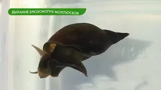 Тип Моллюски. Общая характеристика