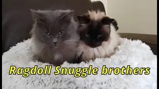 Ragdoll snuggle brothers!