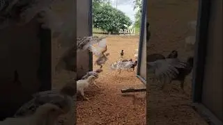 నాటు కోడి పిల్లలు Natukodi Chicks, Country Chicken Farming देसी मुर्गी #hyderabad #telangana #telugu