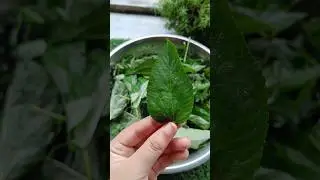Jute Leaves Recipe // Morapaat#youtubeshorts #shorts #jute #assameserecipe