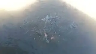 Feed the fish in the fish pond.