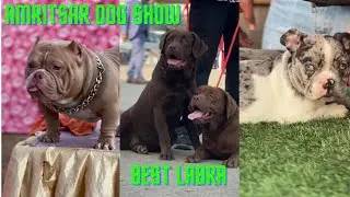 Best Labrador in Amritsar dog show 🦮. All breed dog show. New dog show 2026.