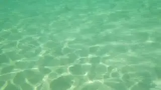 Royalty free Underwater Coral Background to use in green screen clips.