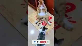 cat wagging her tail | funny cat video