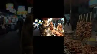 Night Cam Gone Wild