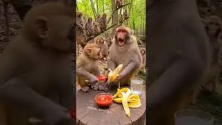 Monkey vibes all day! 🇺🇸🇬🇧  #MonkeyVibes #FunnyMonkey #CuteMonkey #MonkeyVideo #FunnyAnimals #Comedy
