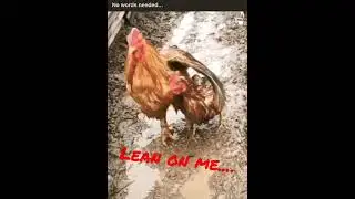 Lean on me... chicken edition