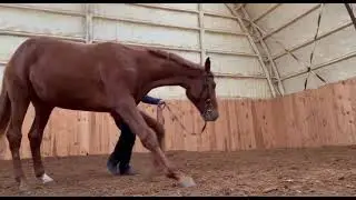Обучение лошади поклону. Онлайн ученики Horse family