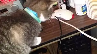 our cat vs ants