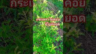 Learn about garden vegetables #shortvideo #entertainment #food #gardenvegetables #basil