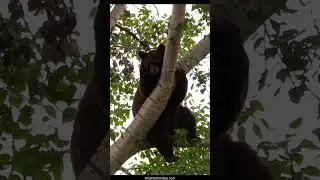 Tipsy Big Bear Naps in Downtown Tree for 13hrs after Too Many Crab Apples