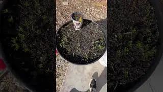 Container garden update compost in place & cover crop container garden #shorts #containergardening