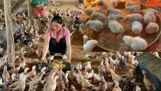 From Day-Old Chicks to Healthy Flock | Poultry Farming & Real Farm Life