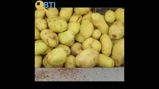BTI Automatic Potato Fruit Vegetable Brush Washing Peeling Cleaning Machine