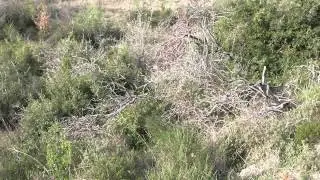 &Kappa;&upsilon;&nu;ή&gamma;&iota; &lambda;&alpha;&gamma;&omicron;ύ &mu;&epsilon; &iota;&chi;&nu;&eta;&lambda;ά&tau;&epsilon;&sigmaf; &pi;&omicron;&rho;&sigma;&epsilon;&lambda;έ&nu; 4 (Hare hunting with Porcelaine scenthounds 4)