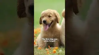 National Labrador Retriever Day