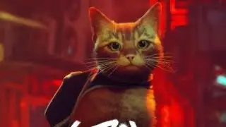Let's Play Stray