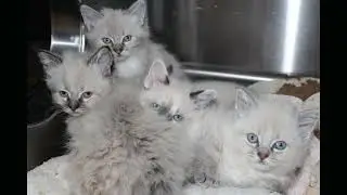 Dozens of feral cats fixed at Edmonton Humane Societys 1st solo trapneuterreturn clinic Edmonton Glo