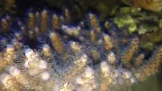 Millepora nocą