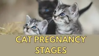 How Long Are Cats Pregnant?