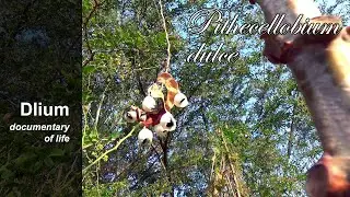Sweet inga (Pithecellobium dulce) - part 1