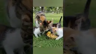Cat, little duck help/5pharng