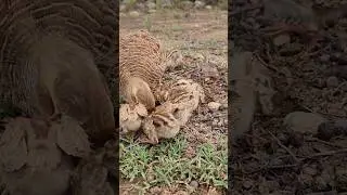 teetar chick's feeding #birds #teetarawaz #wildlife