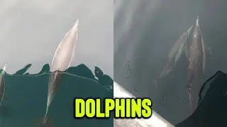 Friendly Dolphin Pod Swims Along With Tourists On Their Fishing Trip || WooGlobe