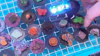 Unboxing and Rating our September Frag Subscription from Eye Catching Coral