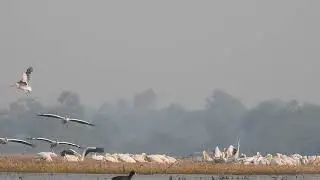Rosy Pelicans..