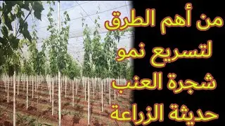 #كيف أقوم بتربية شجرة العنب للسنة الأولى #