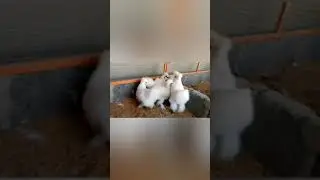 WHITE SILKIE || SILKIE CHICKS || BEAUTIFUL SILKIE CHOZA || F&F || BREED
