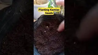 Planting Kamias Seeds #planting #kamias #seeds #viralshorts #trendingshorts #trending