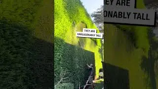Impressive Hedge Trimming