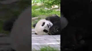 Monday blues? Just watching these cute baby pandas. #baby #funny