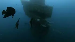 Wonder Reef Gold Coast Australia - Scuba Diving with Gold Coast Dive Adventures