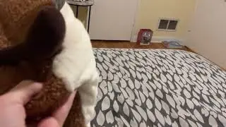 Moots the moose playing with toasty