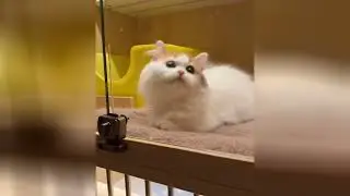 Adorable kittens have the power to make you feel good
