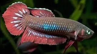 Betta 