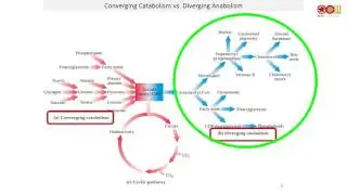Lec 01 Introduction to metabolism & Common reactions