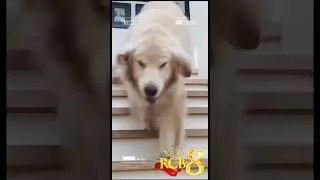 RCB8 Funny and Cute Animals Compilation - Try Not to Smile Challenge