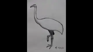 How to draw a moa.