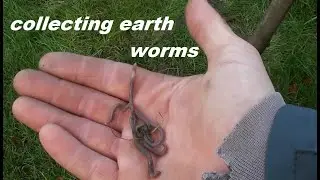 simple way to get worms without digging