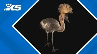 Crane escapes from Cougar Mountain Zoo; Police and zookeepers on the lookout