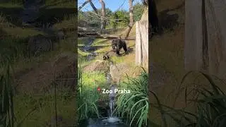 🦒🐘Zoo Praha @zoopraha #zoopraha #praha #praga #prag #прага #prague #zoo